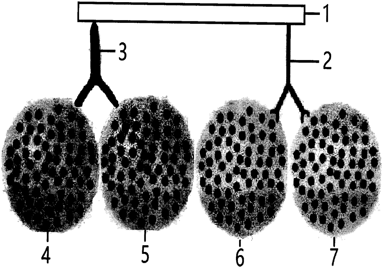 Method of transplanting and proliferating whole genomes for rare diseases