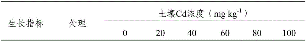 Ochrobacterum sp. MGJ11, and method of immobilizing heavy metal cadmium in soil therewith