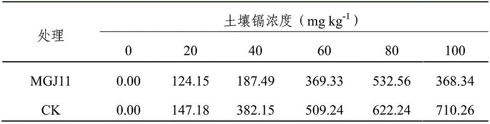 Ochrobacterum sp. MGJ11, and method of immobilizing heavy metal cadmium in soil therewith