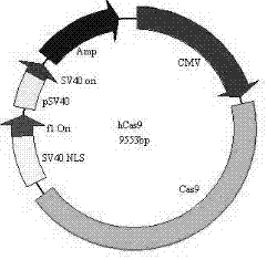 CRISPER-Cas9 (clustered regularly interspaced short palindromic repeats and CRISPR associated protein 9) system-mediated goat EDAR (ectodysplasin-areceptor) gene knockout method