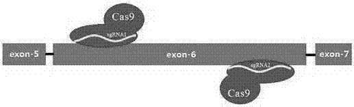 CRISPER-Cas9 (clustered regularly interspaced short palindromic repeats and CRISPR associated protein 9) system-mediated goat EDAR (ectodysplasin-areceptor) gene knockout method