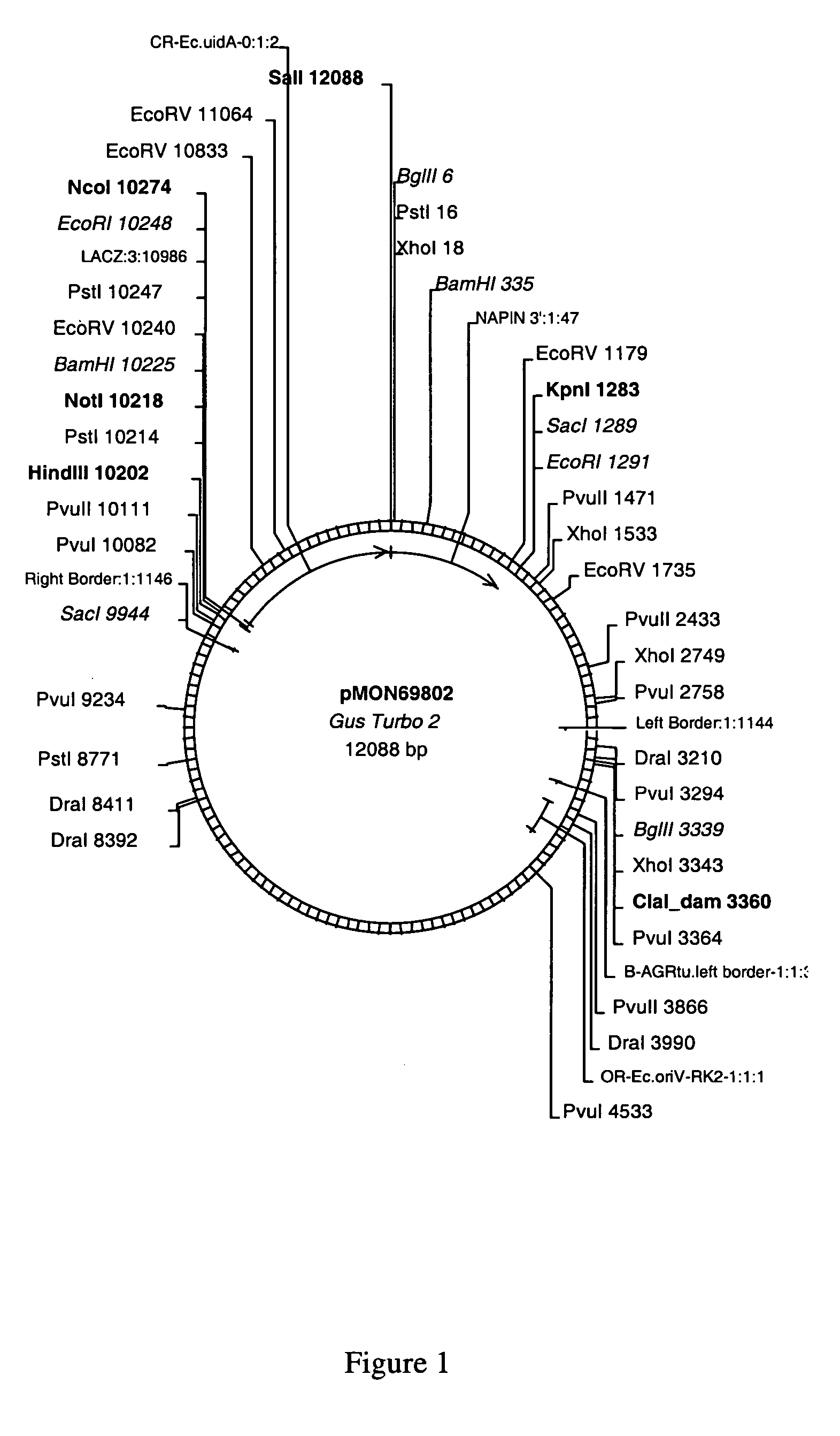 Plant promoters for use in early seed development