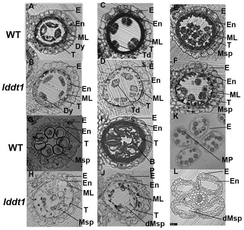 Rice male sterility gene OsLDDT1 and molecular marker and application thereof