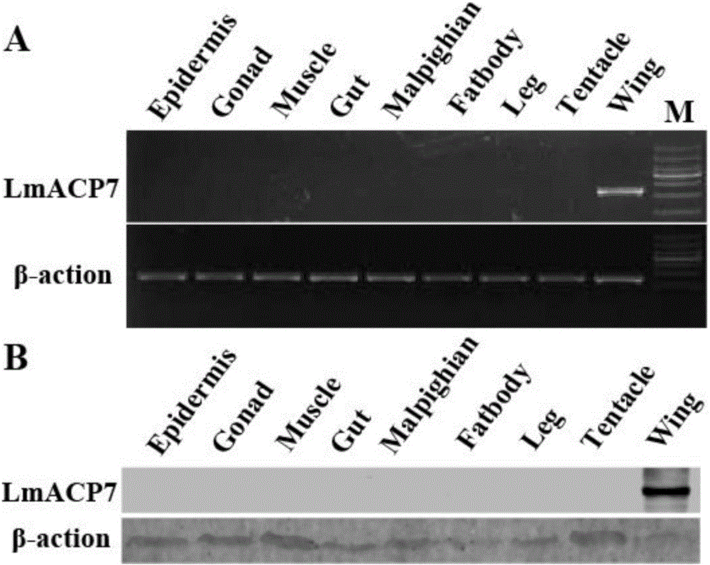 Migratory locust wing specific cuticle protein gene and application of dsRNA thereof