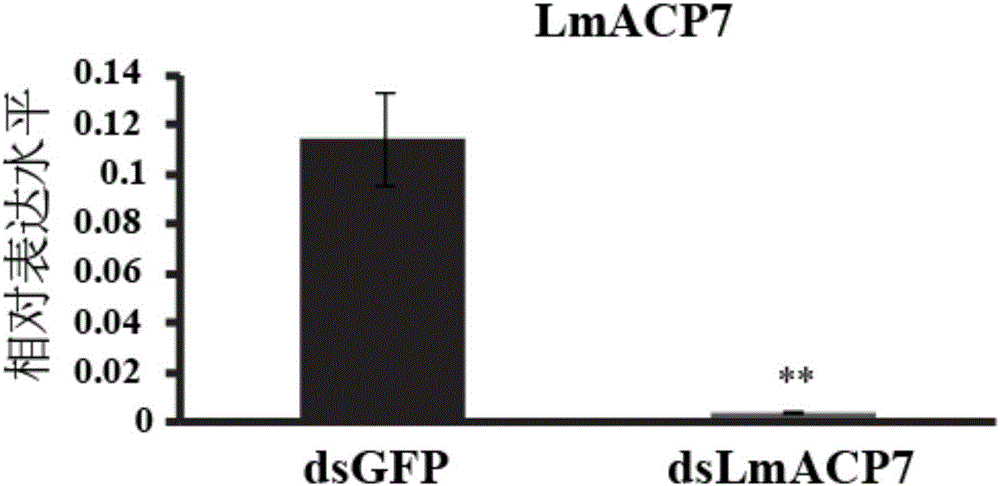 Migratory locust wing specific cuticle protein gene and application of dsRNA thereof