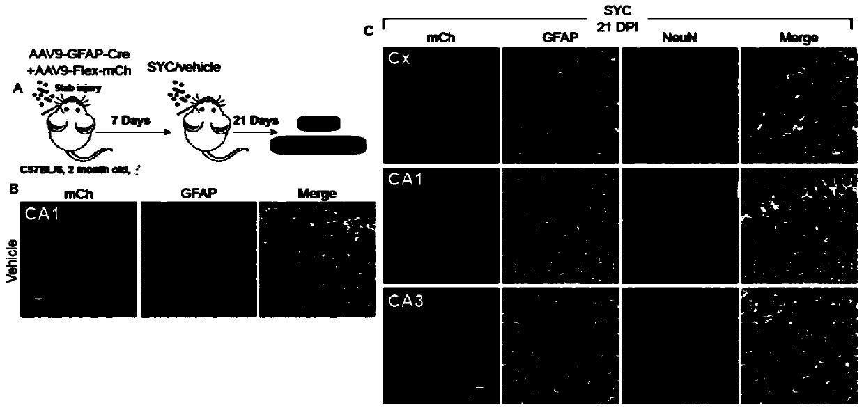 Composition and method for inducing astrocyte to become functional nerve cells