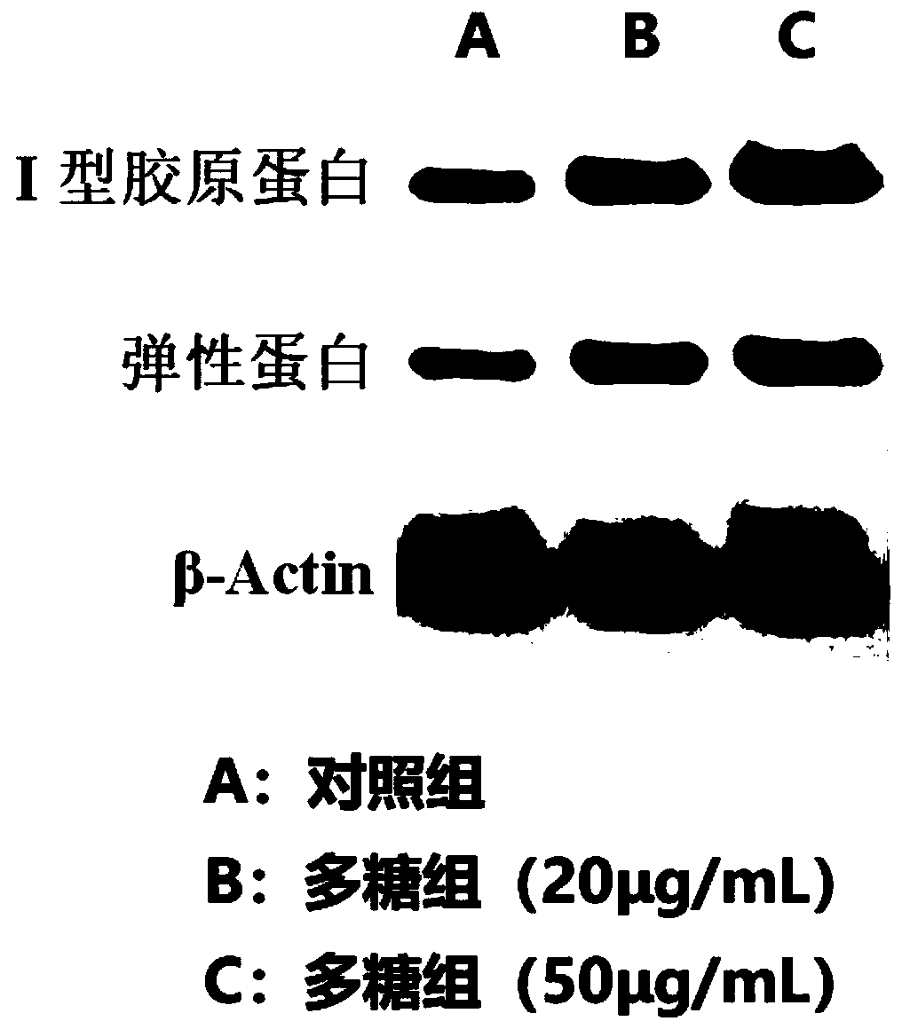 Natural polysaccharide and application in preparation of cosmetics for promoting skin repair and improving skin elasticity