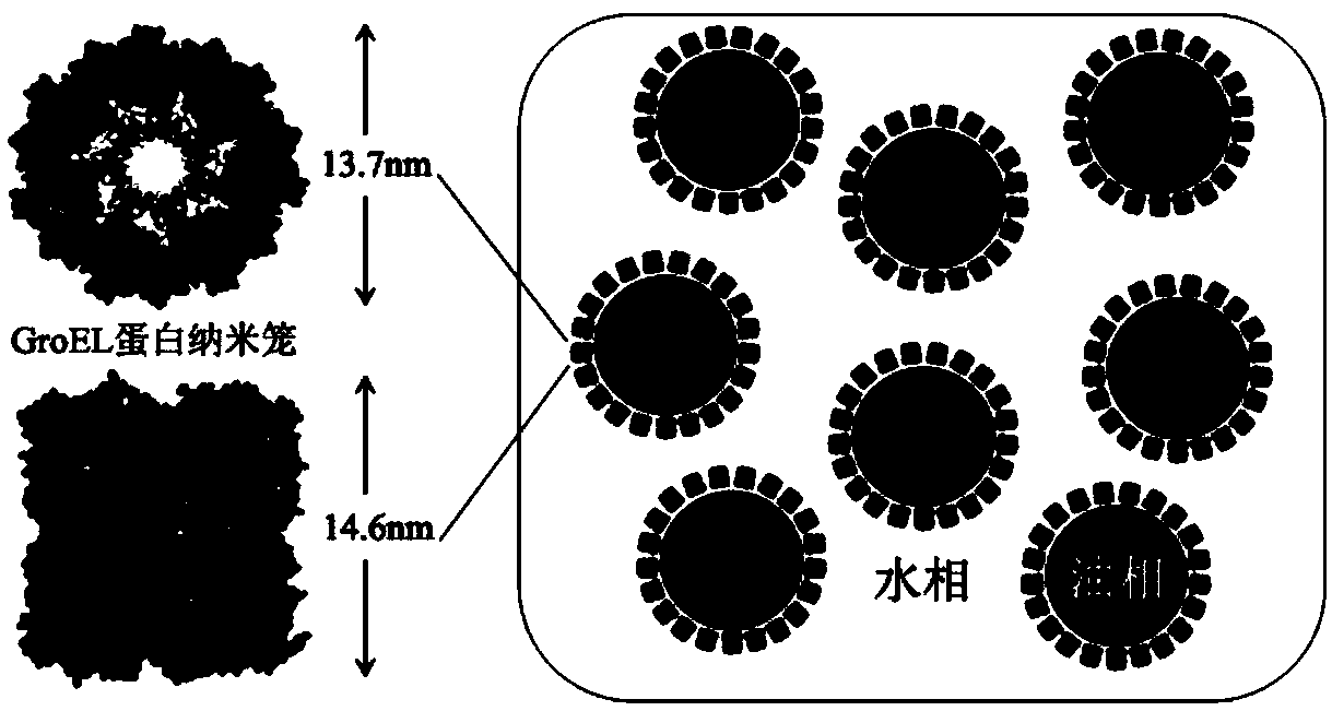 Preparation method and application of protein nanocage stabilized Pickering emulsion