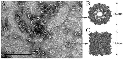 Preparation method and application of protein nanocage stabilized Pickering emulsion