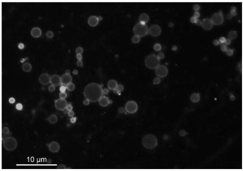 Preparation method and application of protein nanocage stabilized Pickering emulsion