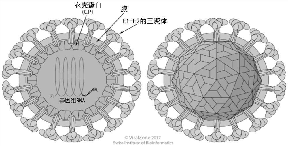 Alphavirus-based replicons for administration of biotherapeutics