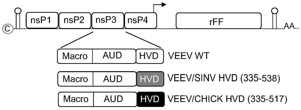 Alphavirus-based replicons for administration of biotherapeutics