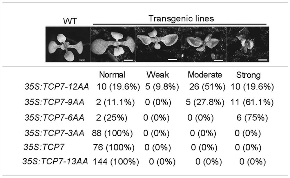 A kind of transcription repression structure domain, its coding gene and its application