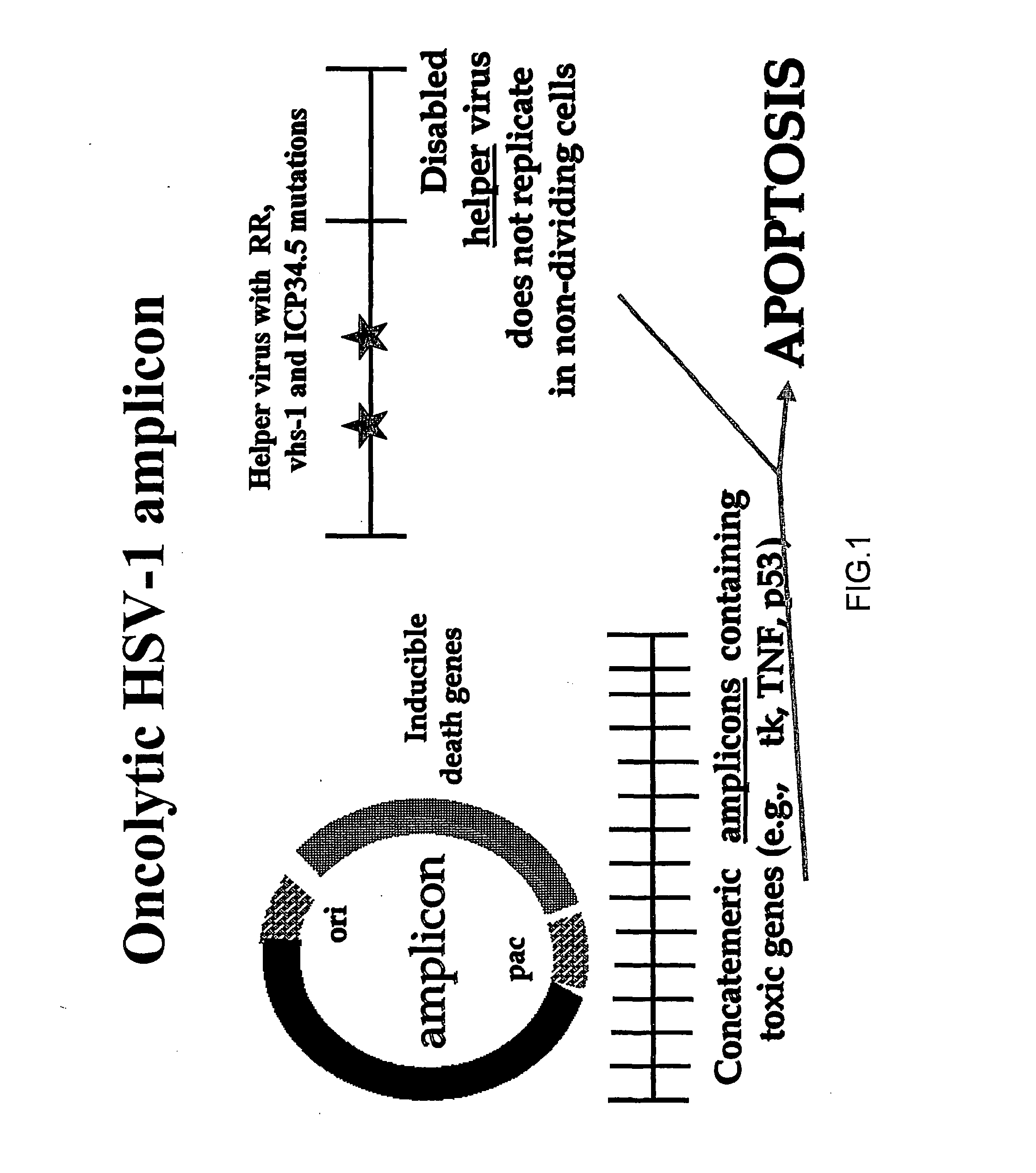 Composite oncolytic herpes virus vectors