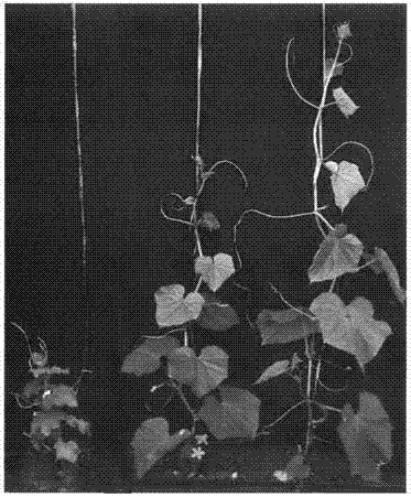 Miniaturization cucumber plant associated protein and coding gene thereof and application thereof