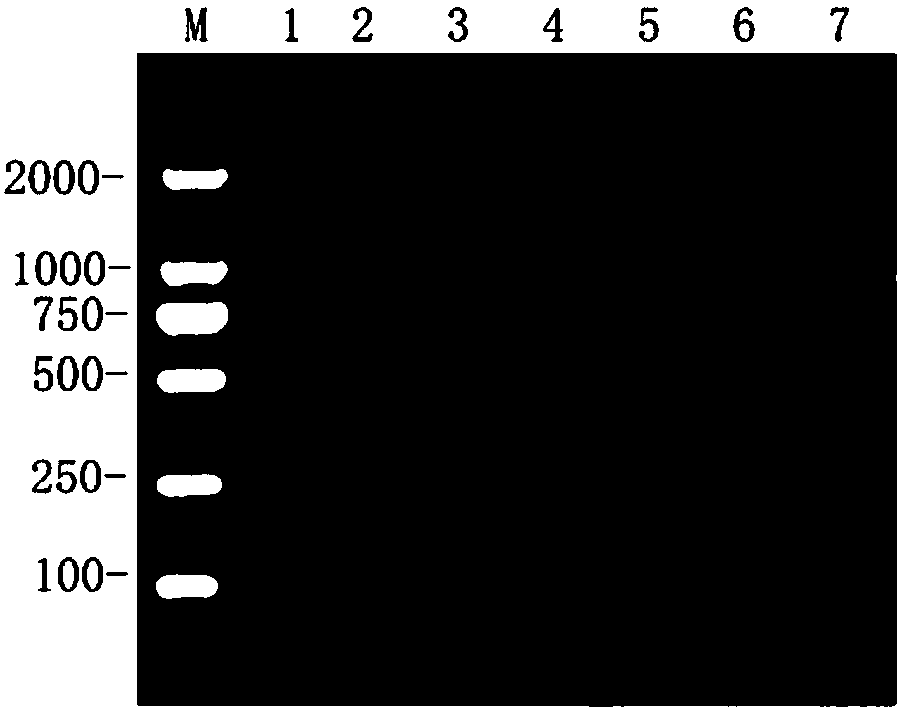 Multiple RT-RPA primer combination for influenza A virus detecting and H1 and H3 typing and application thereof