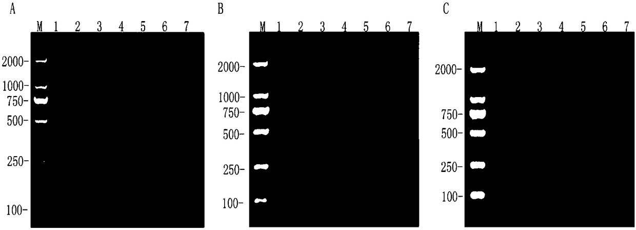 Multiple RT-RPA primer combination for influenza A virus detecting and H1 and H3 typing and application thereof