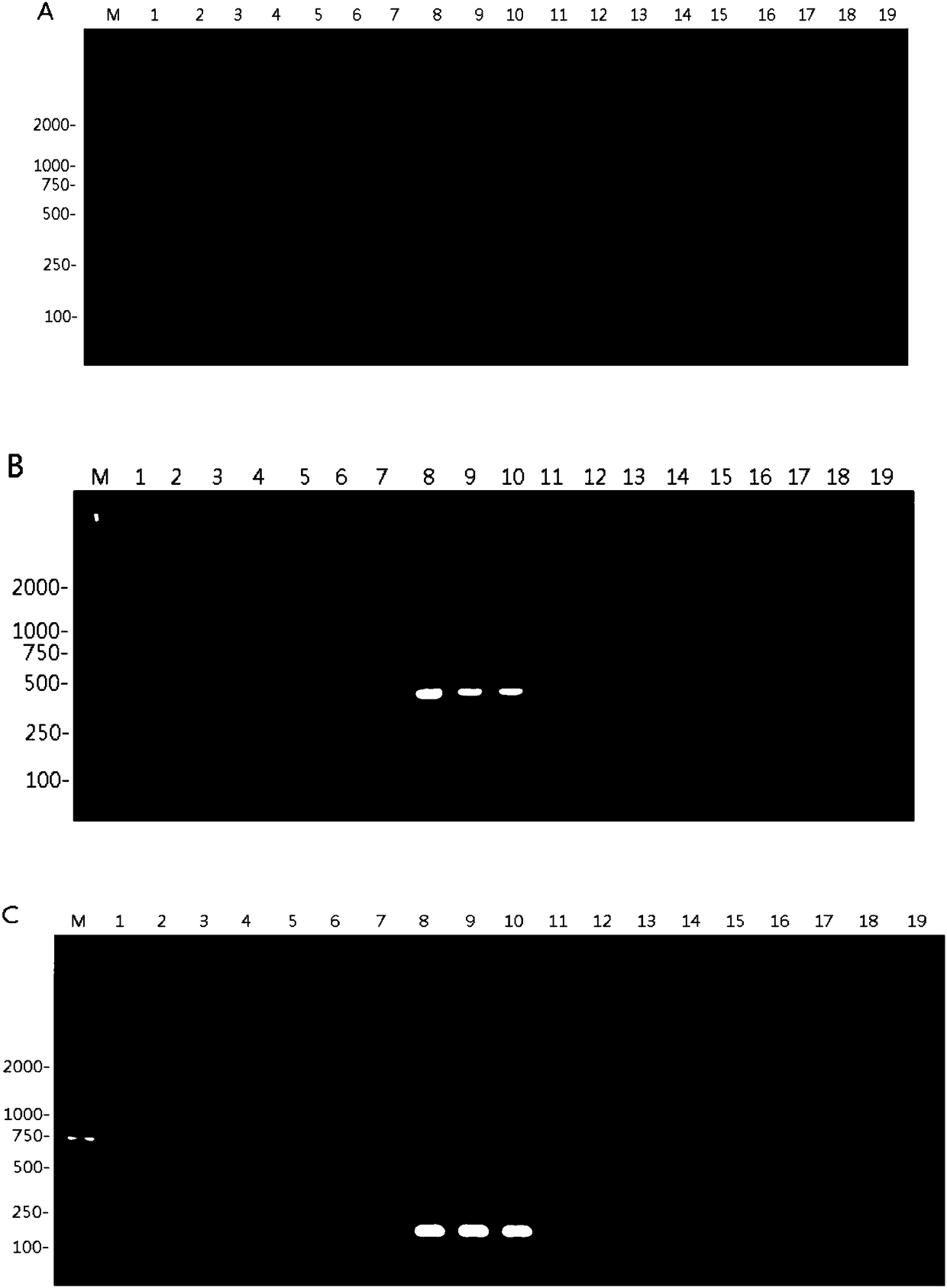 Multiple RT-RPA primer combination for influenza A virus detecting and H1 and H3 typing and application thereof