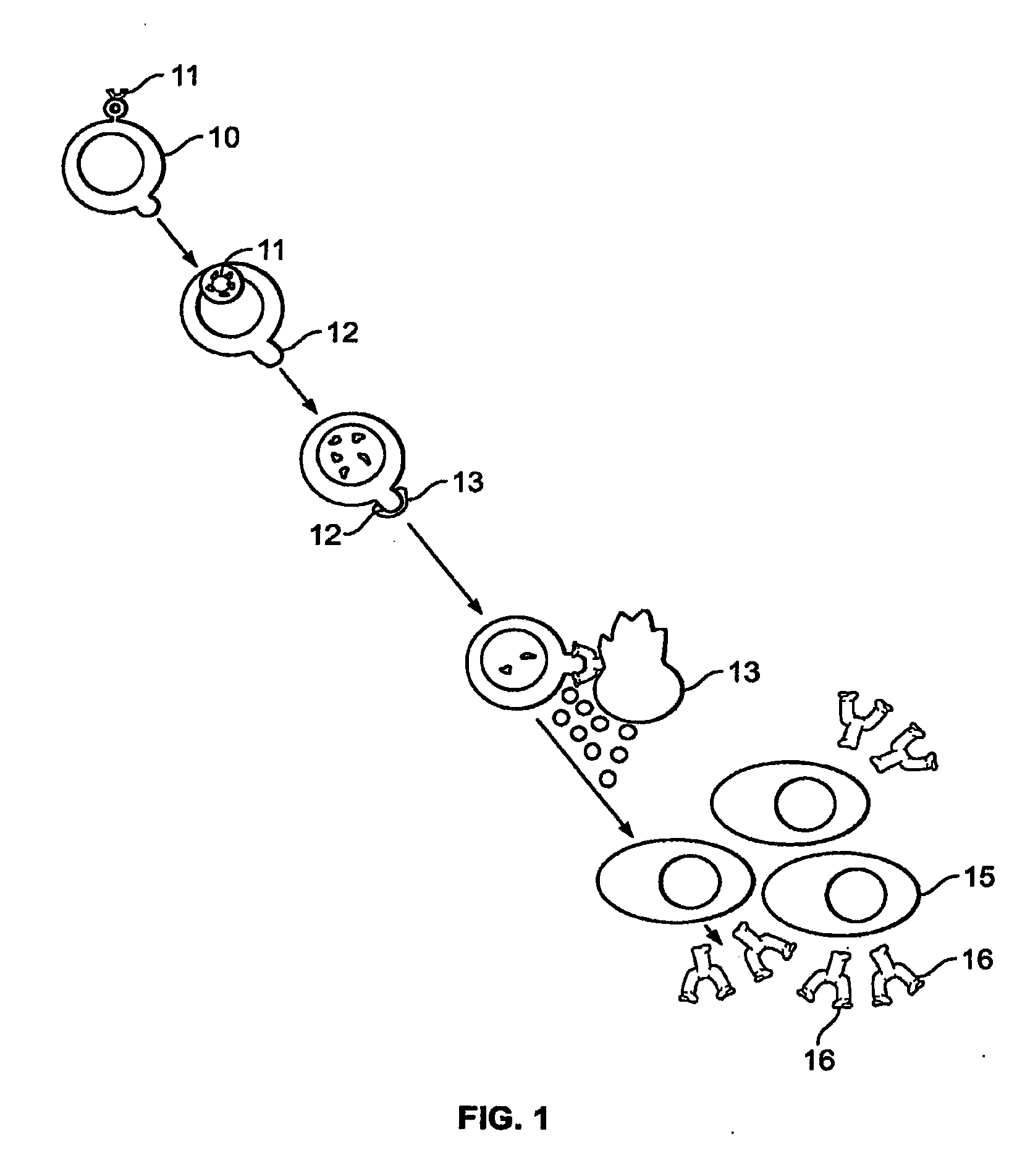 Method of treating genital herpes