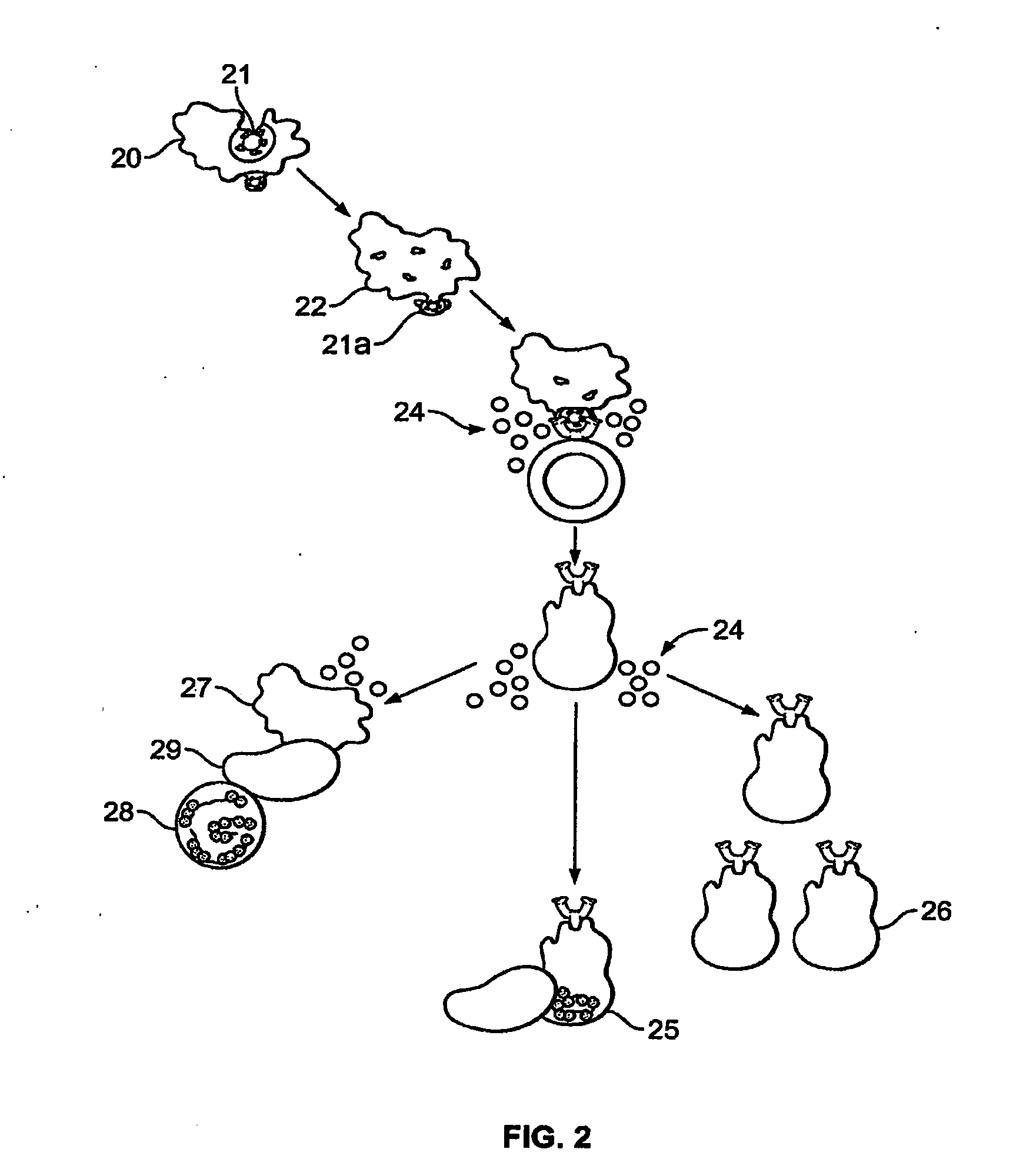 Method of treating genital herpes