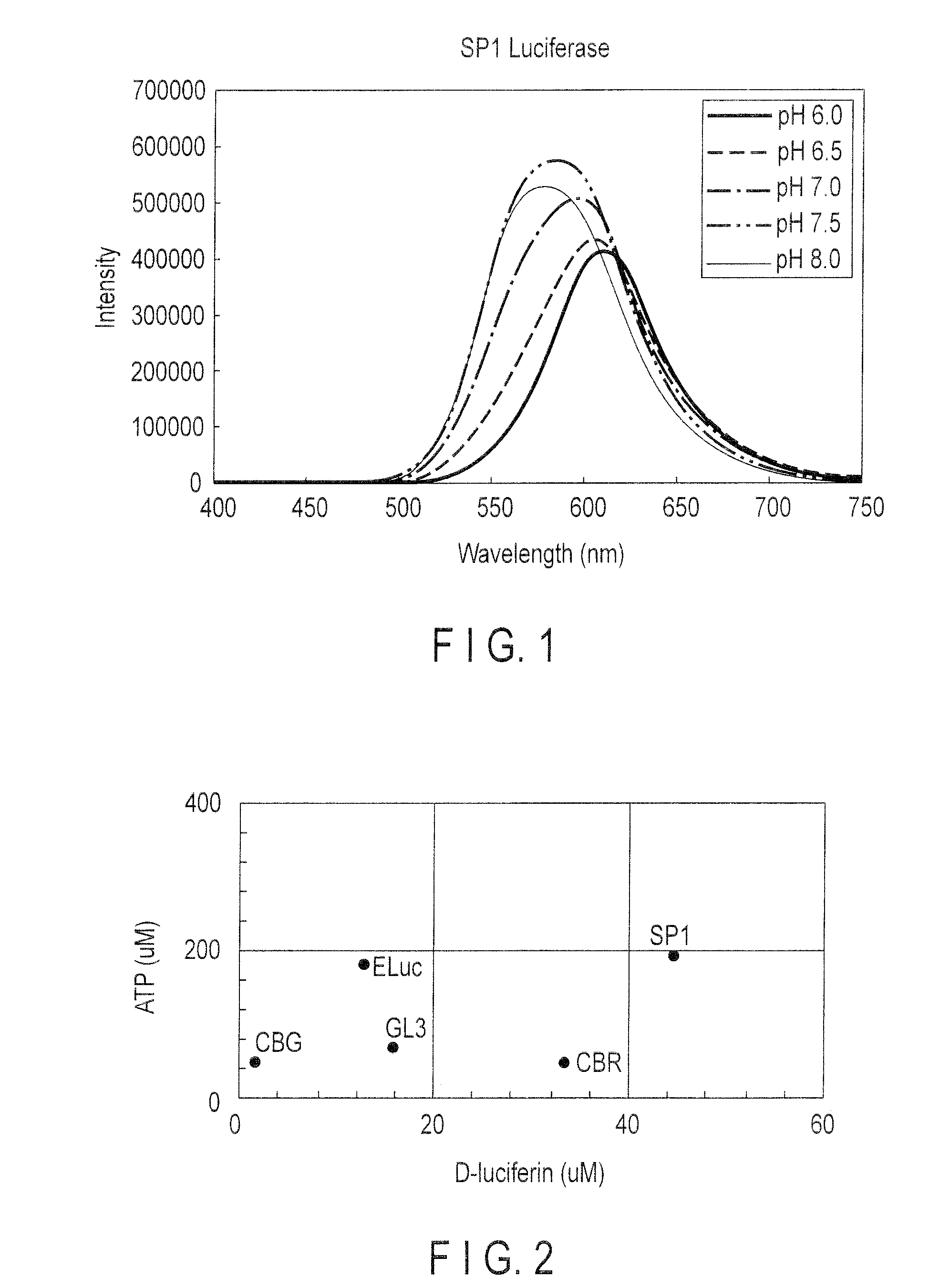 Firefly luciferase