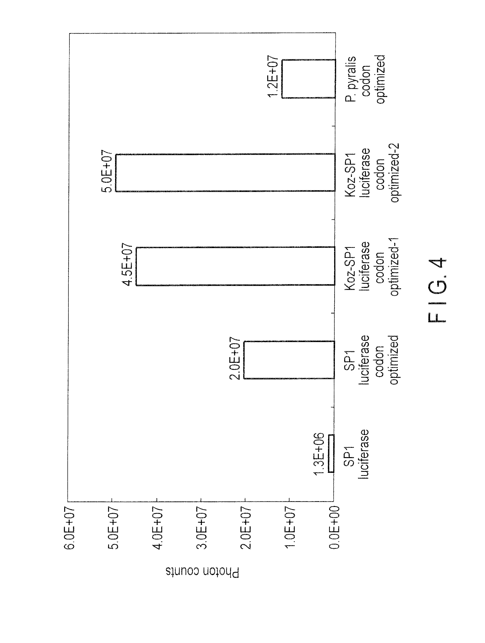 Firefly luciferase