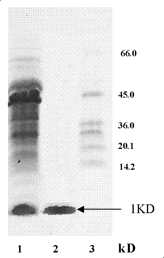 Method for identifying Bacillus subtilis for producing lipopeptide surfactants