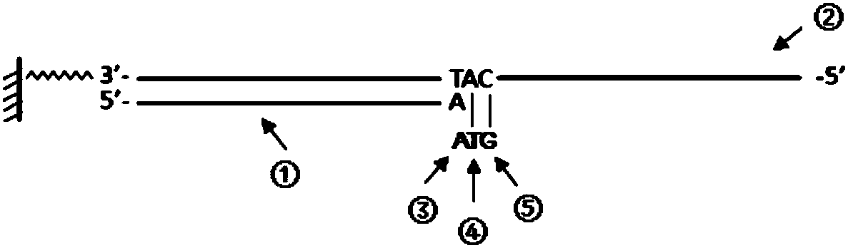 Method for rapidly detecting 3'-5' exo-activity of DNA polymerase or mismatching and kit thereof