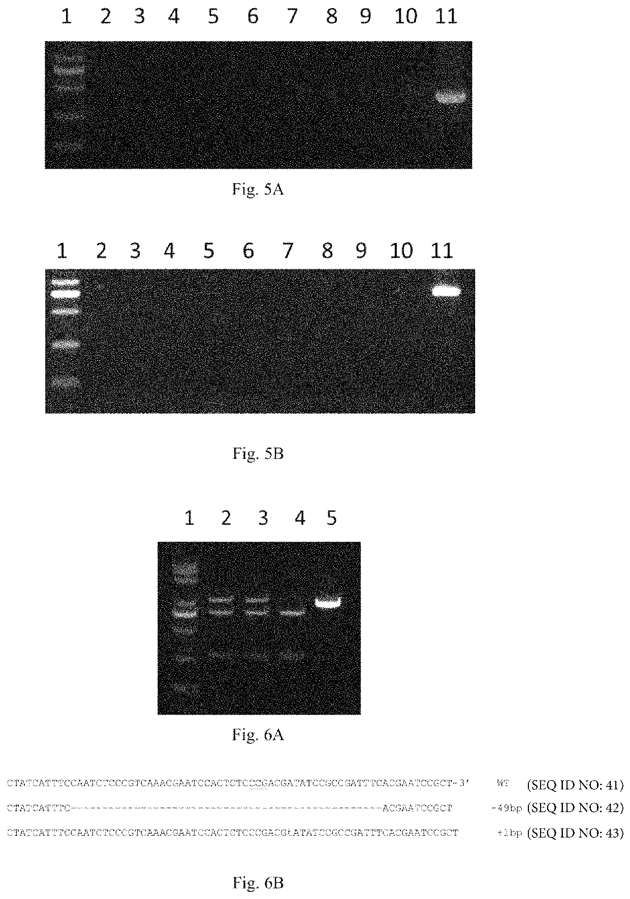 Method for conducting site-specific modification on entire plant via gene transient expression