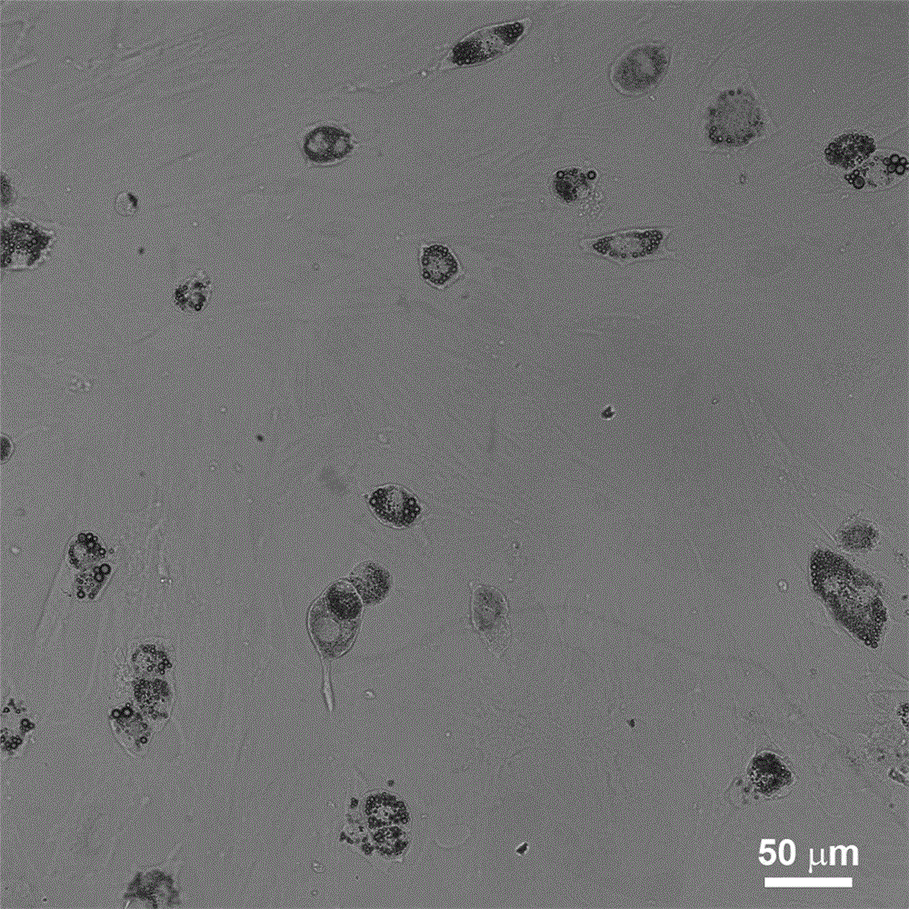 Method for improving adipogenic differentiation efficiency of mesenchymal stem cells