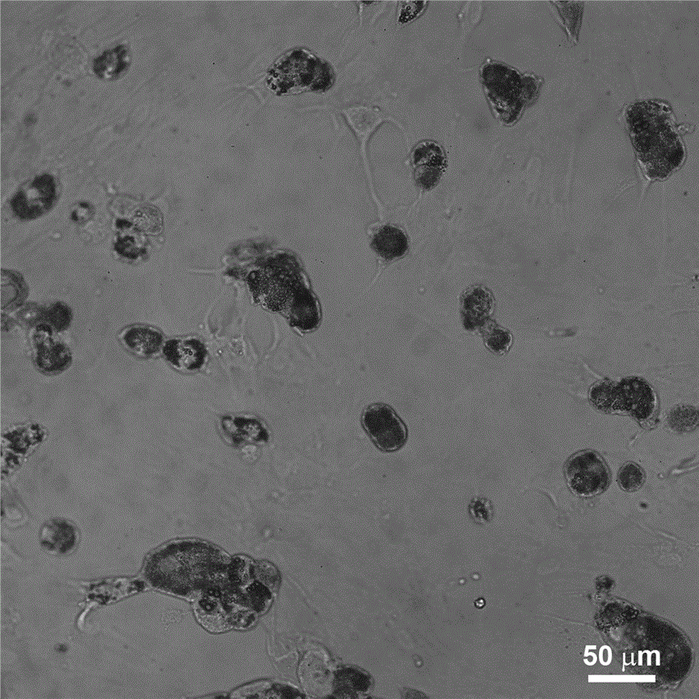 Method for improving adipogenic differentiation efficiency of mesenchymal stem cells