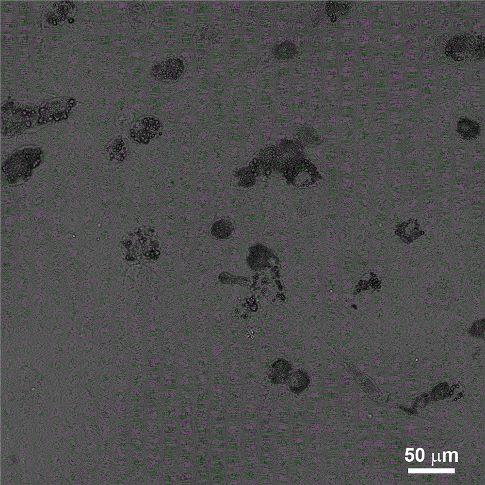 Method for improving adipogenic differentiation efficiency of mesenchymal stem cells