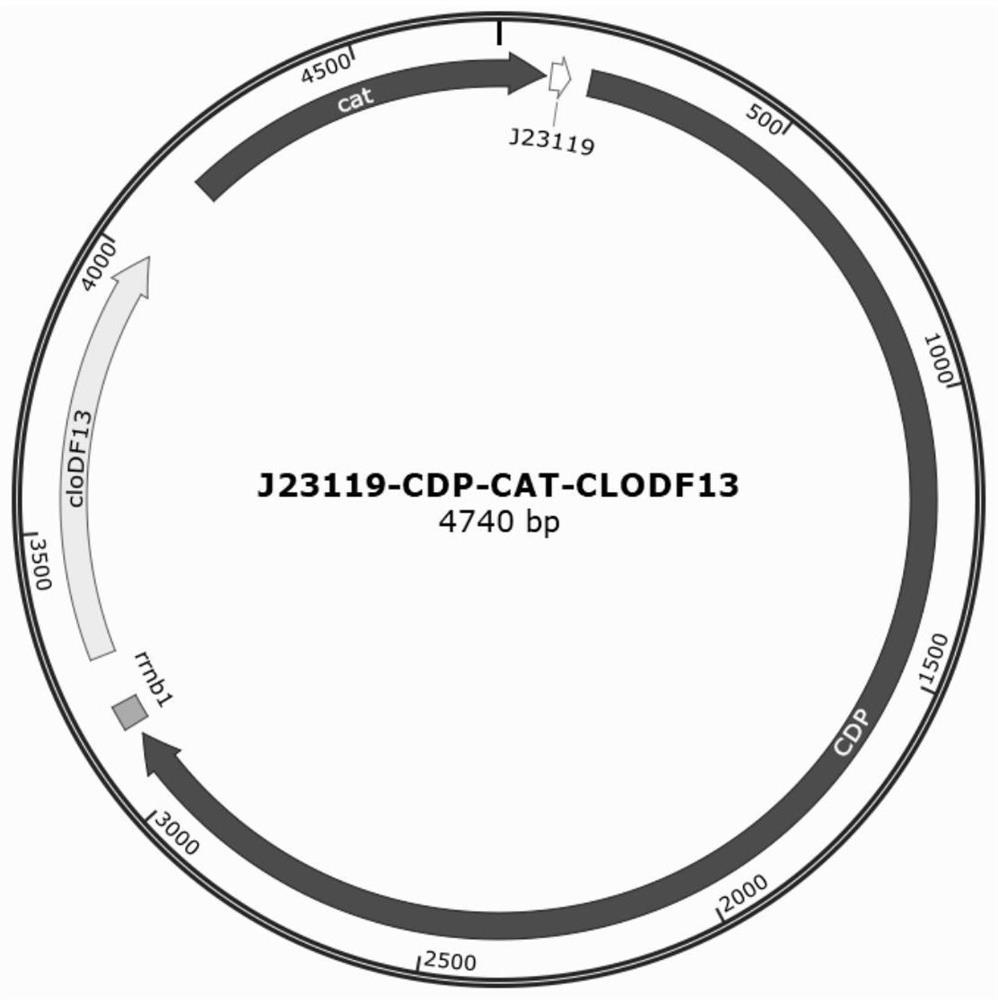 Cellulose oligosaccharide transporter as well as preparation method and application thereof