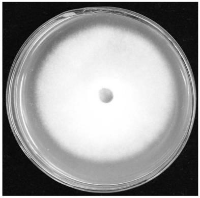 Bacillus velezensis preventing and treating ustilaginoidea virens