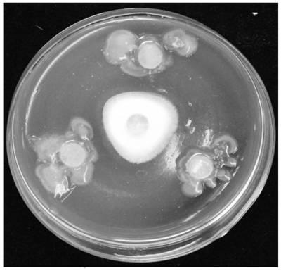 Bacillus velezensis preventing and treating ustilaginoidea virens