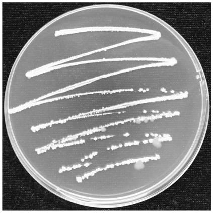 Bacillus velezensis preventing and treating ustilaginoidea virens