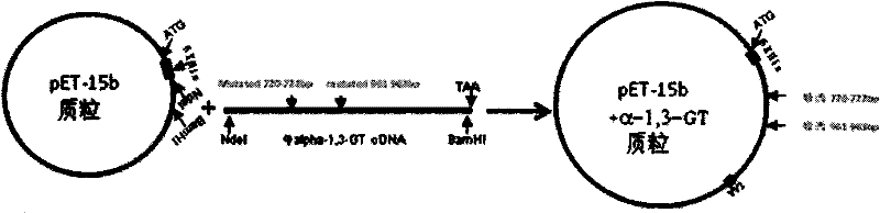 Clone and expression of bovine recombinant alpha-1,3-galactoside transferase (GT)