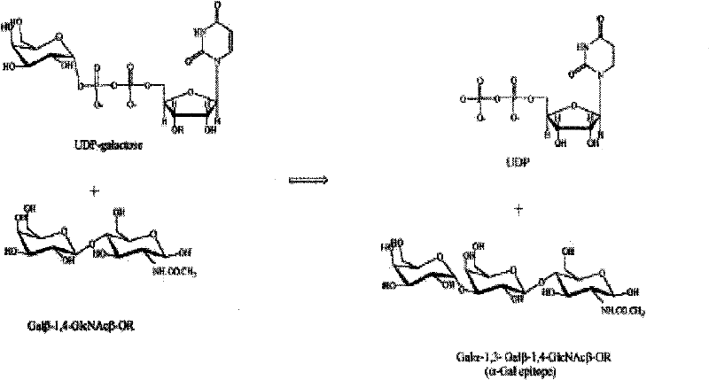 Clone and expression of bovine recombinant alpha-1,3-galactoside transferase (GT)