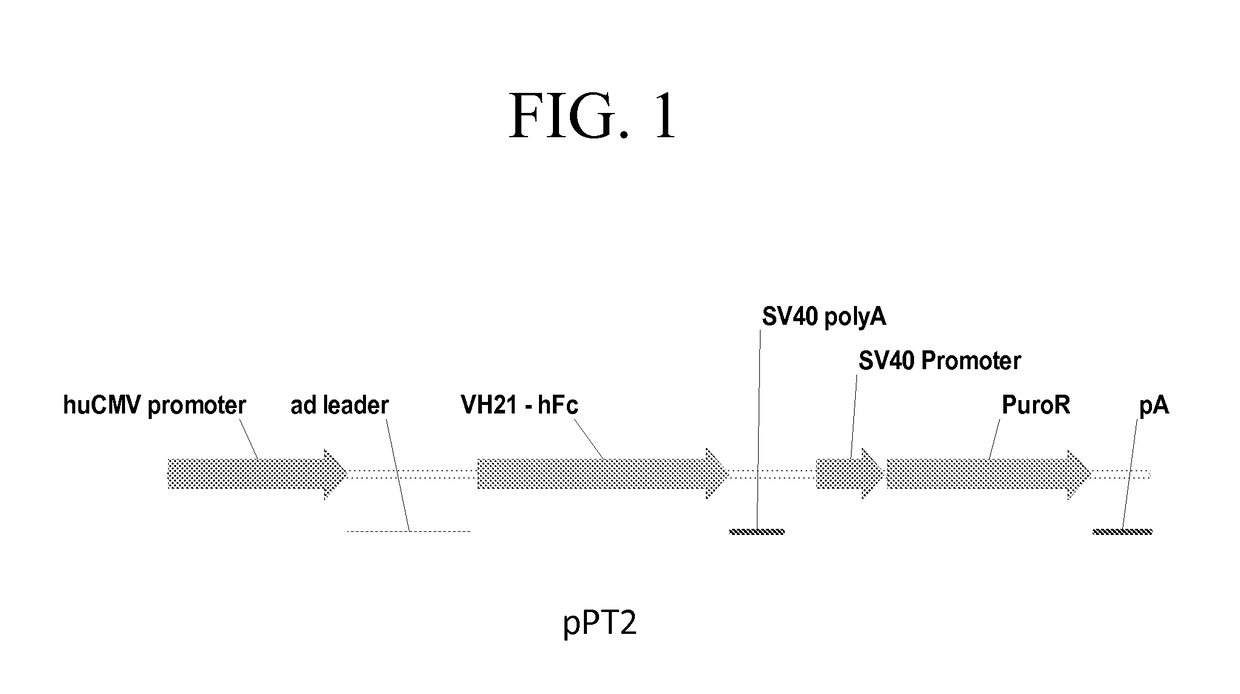 Promoter and Regulatory Elements for Improved Expression of Heterologous Genes in Host Cells