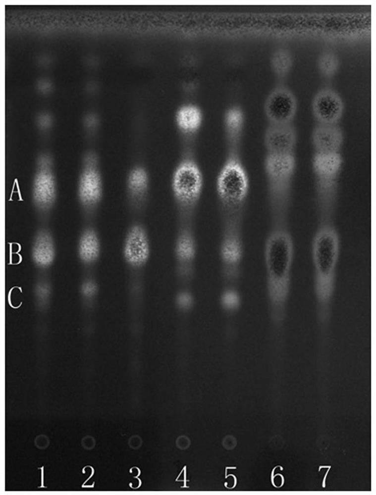 Quality detection method of lobedfruit schizocapsa herb medicinal material