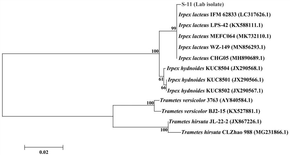 Irpex lacteus capable of efficiently degrading lignin