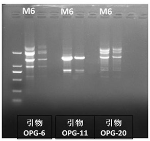 A Ferulic Esterase-Producing Bacillus xievasan and Its Application in Liquor Daqu