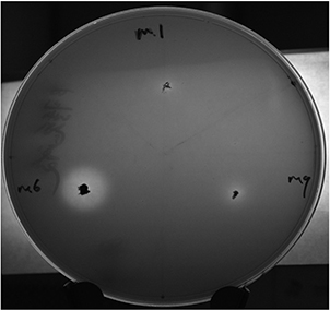 A Ferulic Esterase-Producing Bacillus xievasan and Its Application in Liquor Daqu