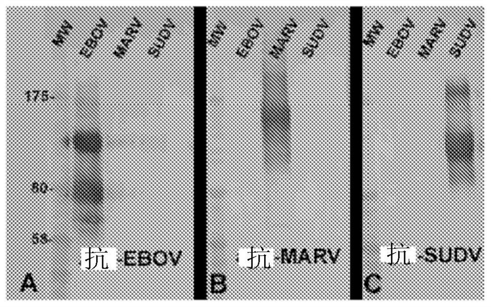 Compositions and methods for making trivalent linear virus vaccines