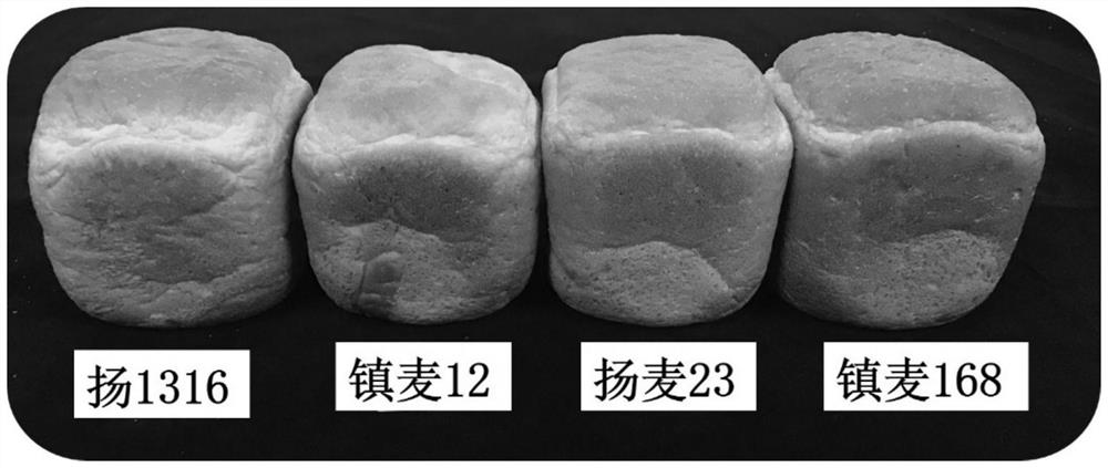 Breeding method for high-yield disease-resistant strong gluten wheat in middle and lower reaches of Yangtze River