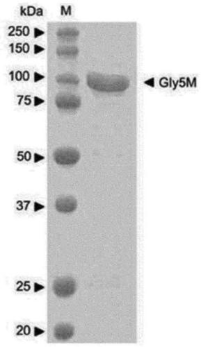 NOVEL [beta]-1,3-1,6-ENDOGLUCANASE PRODUCING, FROM [beta]-GLUCAN, OLIGOSACCHARIDES OR GLUCOSE