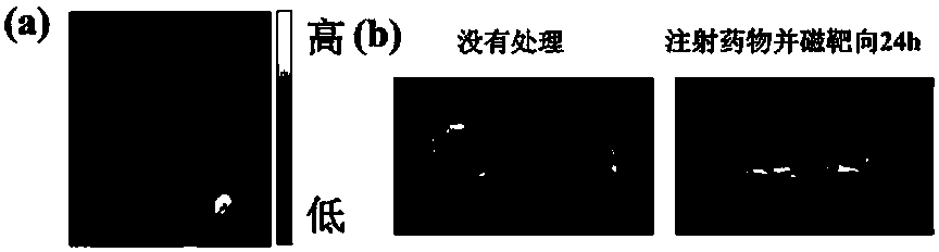 Polyethylene glycol modified magnetic nanoparticle and application thereof