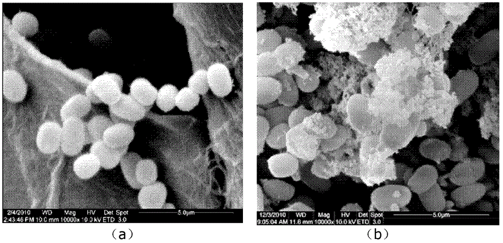 Synechococcus engineering bacterium capable of improving yield of cellulose, and preparation method and application thereof