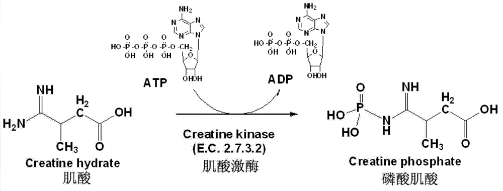 Method for producing phosphocreatine by microbial enzyme method