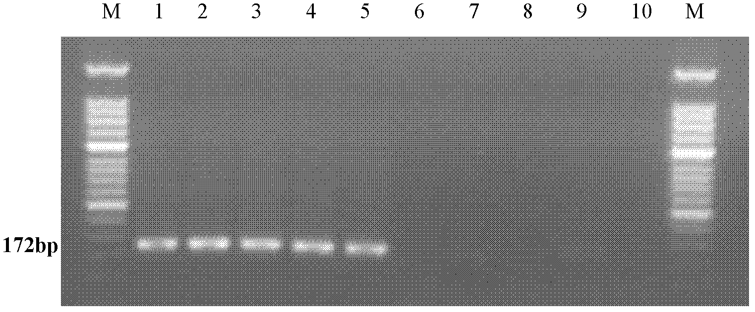 Molecular detection method aiming at Asia fusarium and application thereof